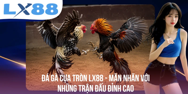 Đá Gà Cựa Tròn - Mãn Nhãn Với Những Trận Đấu Đỉnh Cao